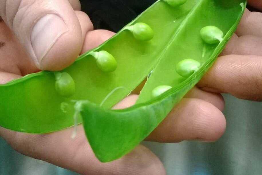 Guisantes del Maresme