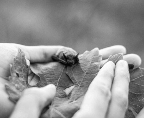 Valencia Culinary Festival - murcielaguito